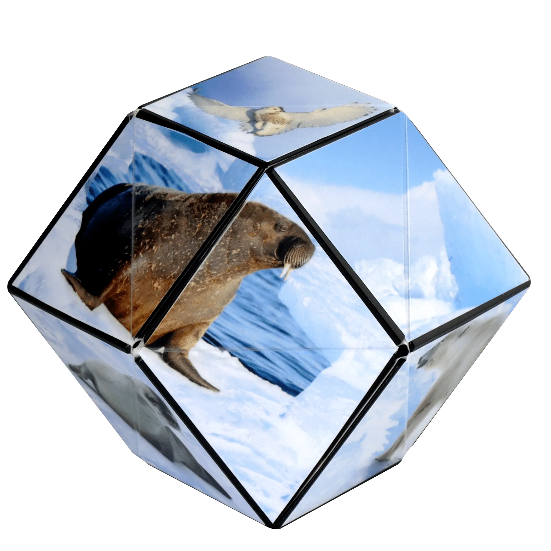 Shashibo - Arctic